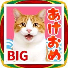[LINEスタンプ] かわいい猫写真♪BIG お正月・年賀 2026