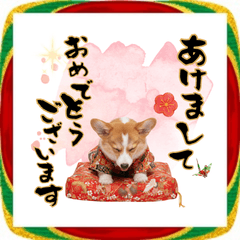 [LINEスタンプ] コーギー子犬のお正月スタンプ♡笑顔で2026