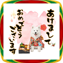 [LINEスタンプ] もふもふサモエド子犬のお正月スタンプ
