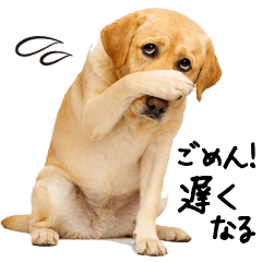 [LINEスタンプ] ラブラドールレトリバー★使える！家族連絡