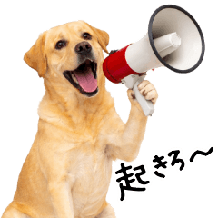 [LINEスタンプ] ラブラドールレトリバー★即返信に使える！