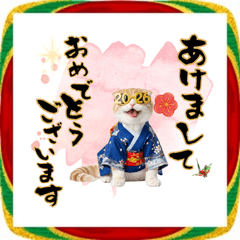 [LINEスタンプ] スコティッシュ子猫♡お正月スタンプ