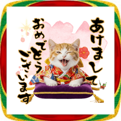 [LINEスタンプ] マンチカン！あいさつ上手な子猫のお正月