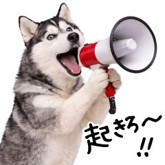 [LINEスタンプ] シベリアンハスキー★即返信に使える！