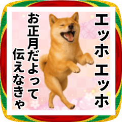 [LINEスタンプ] エッホエッホ しばいぬ 正月って伝えなきゃ