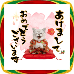 [LINEスタンプ] ヒマラヤン子猫❗️ふんわりお正月あいさつ