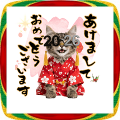 [LINEスタンプ] ノルウェージャン子猫！お正月スタンプ