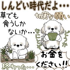 [LINEスタンプ] [BIG]シーズー犬 「時代にもの申したい」