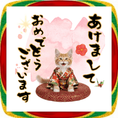 [LINEスタンプ] メインクーン子猫！着物で新年のご挨拶