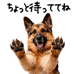 [LINEスタンプ] シェパード★毎日使う家族連絡スタンプ