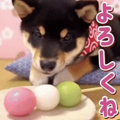 [LINEスタンプ] 春夏秋冬✨黒芝犬のイベント✨