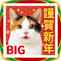 [LINEスタンプ] かわいい猫写真♪敬語でお正月 BIG 2026