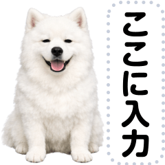 [LINEスタンプ] サモエドのメッセージスタンプ