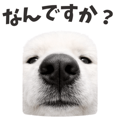 [LINEスタンプ] 【爆笑】サモエドの日常会話スタンプ