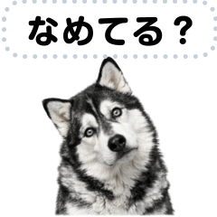 [LINEスタンプ] 【表情豊富】ハスキーのメッセージスタンプ