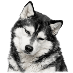 [LINEスタンプ] 【ずっと使える】ハスキーのユニークな表情