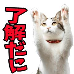 [LINEスタンプ] 島根出雲弁☆にゃんこ