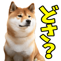 [LINEスタンプ] 青森弁☆柴犬
