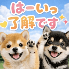 [LINEスタンプ] 飛び出す♡まいにちわんこ