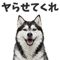 [LINEスタンプ] 【ネタ】爆笑★ずっと使えるハスキー