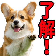 [LINEスタンプ] リアル☆コーギー