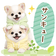 [LINEスタンプ] 気持ち伝わる癒やしチワポメ