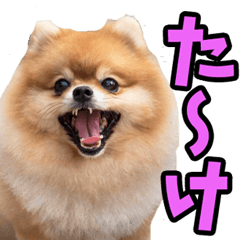 [LINEスタンプ] 名古屋弁☆ポメラニアン