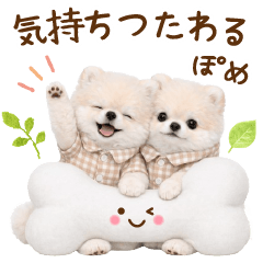 [LINEスタンプ] 気持ち伝わる癒やしポメラニアン