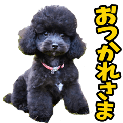[LINEスタンプ] リアル☆ブラックトイプードル