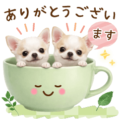 [LINEスタンプ] 気持ち伝わる癒やしチワワ